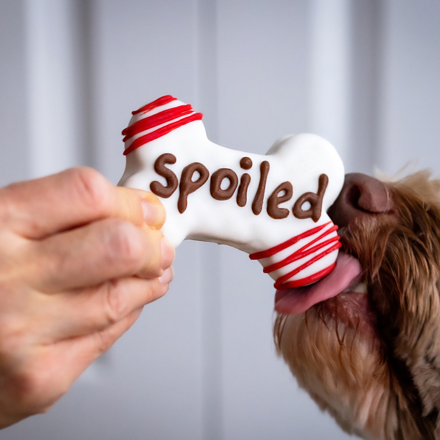 Spoiled Pup 4" Chubby Bone | Canine Classics