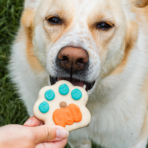 Best Looking Paw in the Patch | Fall